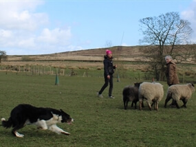 Customer Photo of Sheepdog Experience in Yorkshire